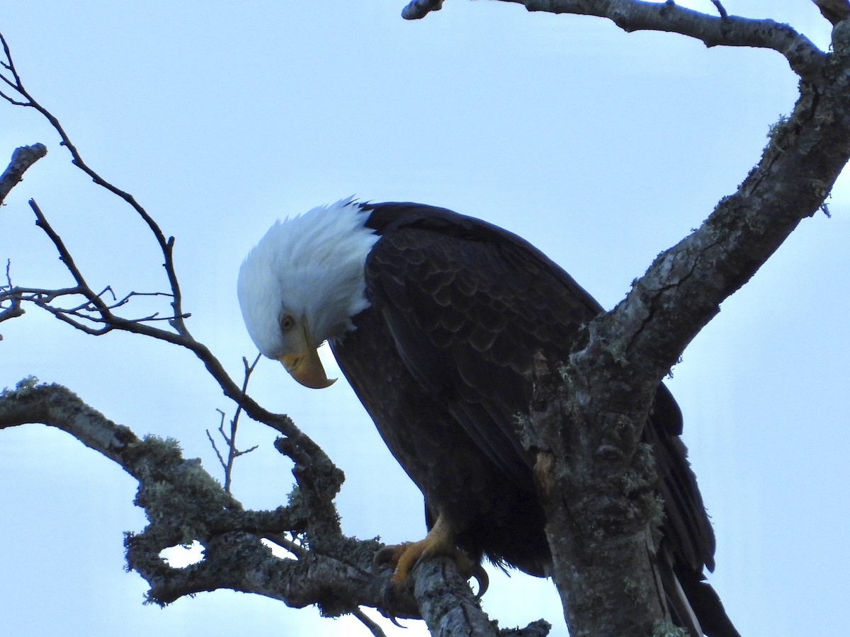 Bald Eagle - ML646136663
