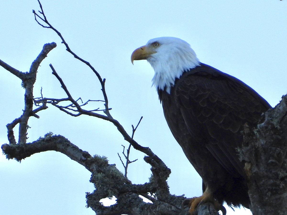Bald Eagle - ML646136664