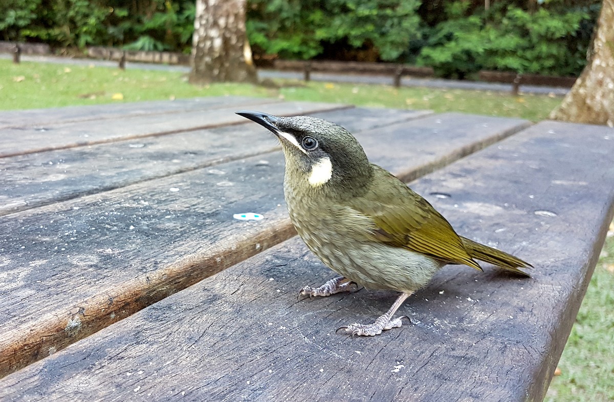 Lewin's Honeyeater - ML646136673