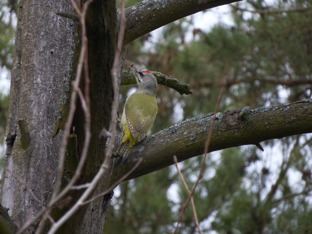 Pic cendré - ML646136674