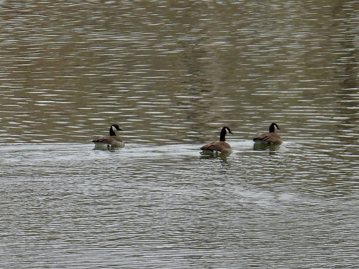 Canada Goose - ML646136682