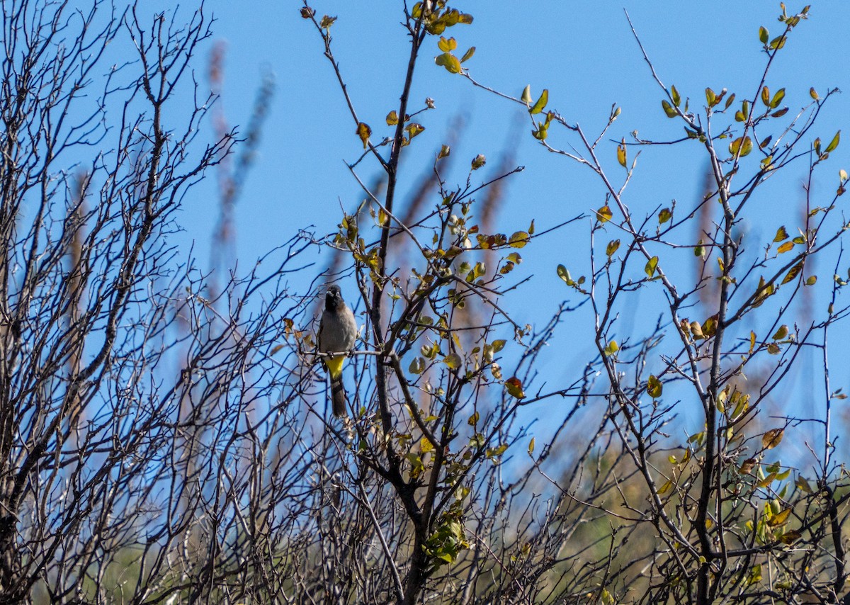 Gelbsteißbülbül - ML646136683