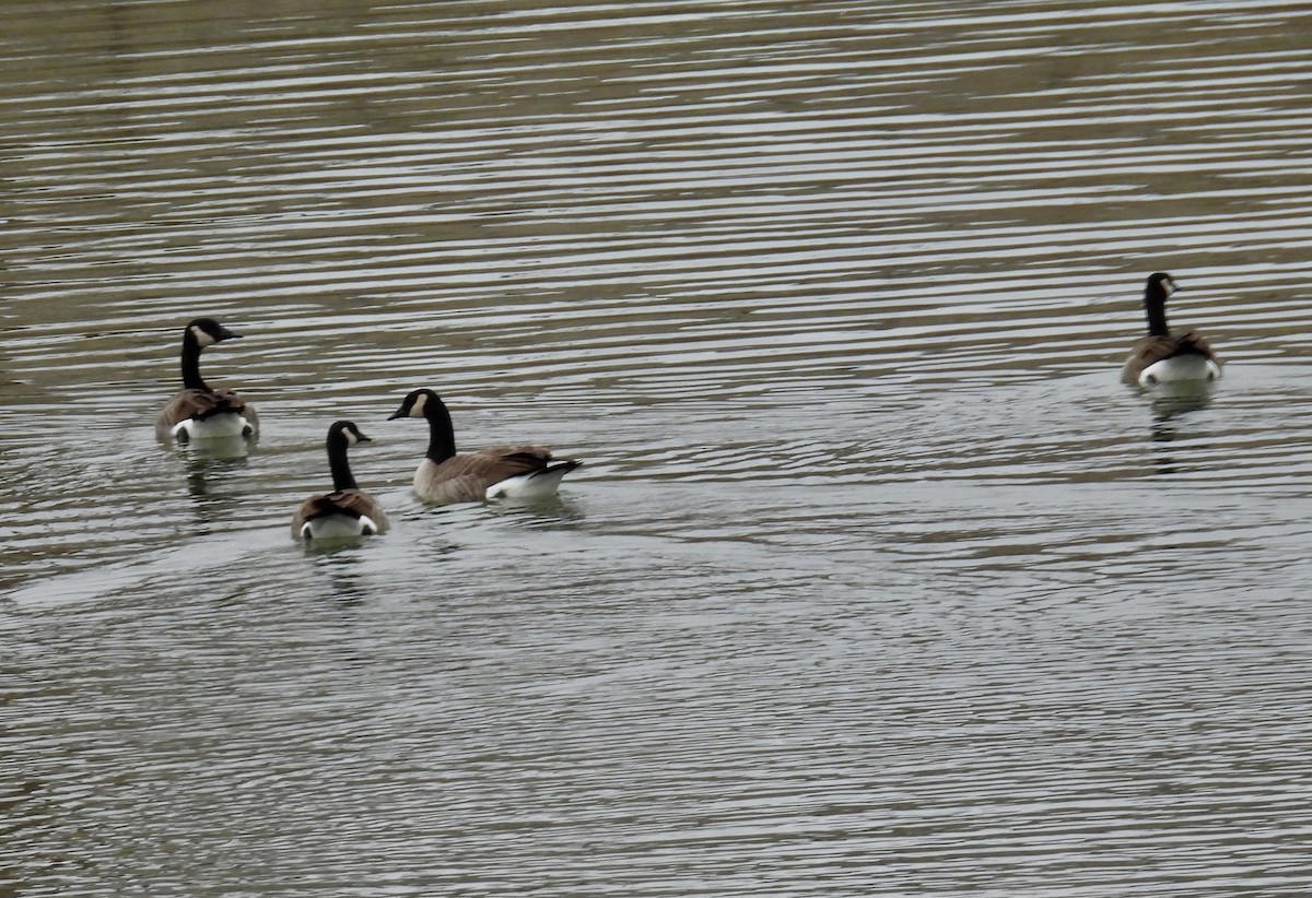 Canada Goose - ML646136684