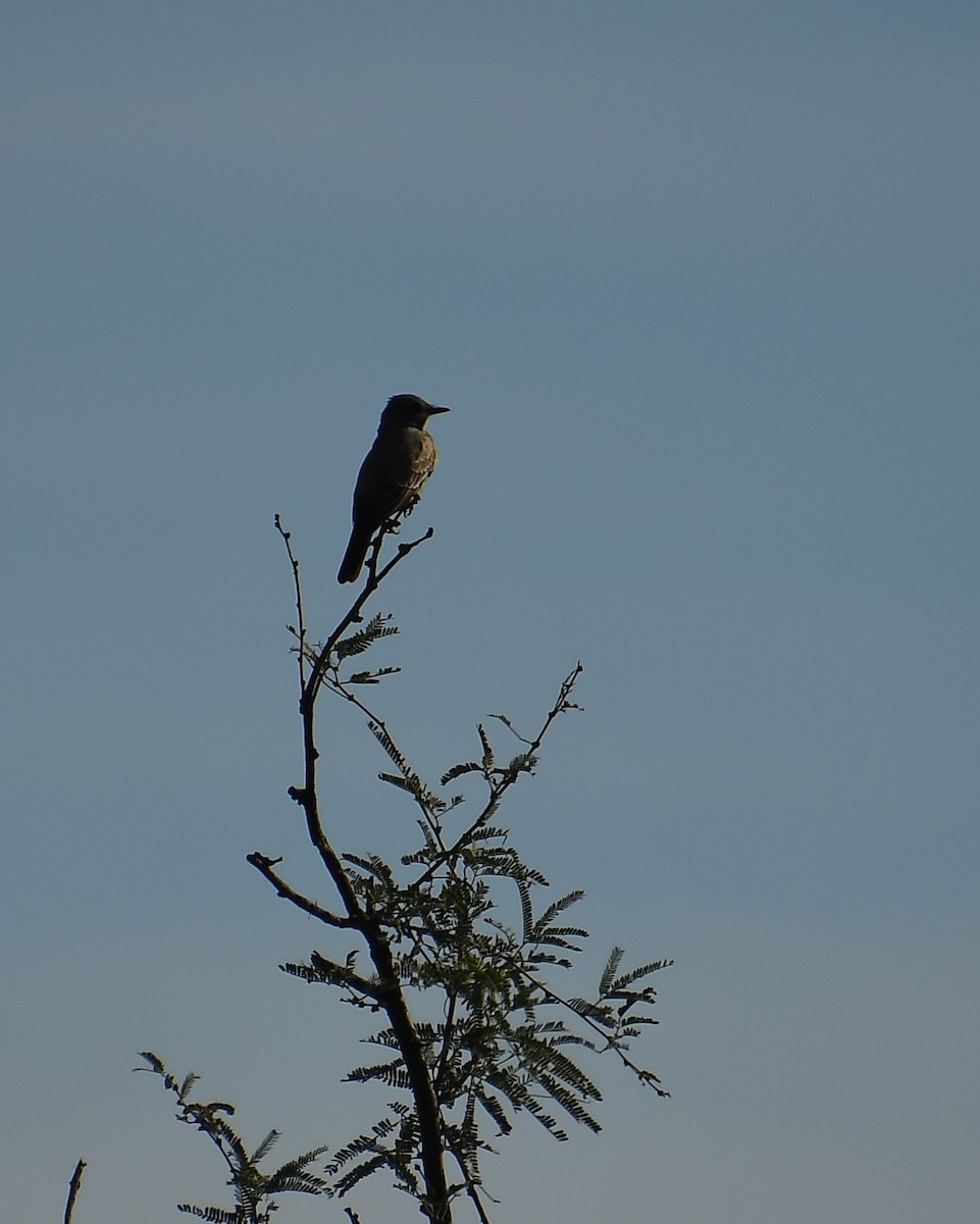 Cassin's Kingbird - ML646136686