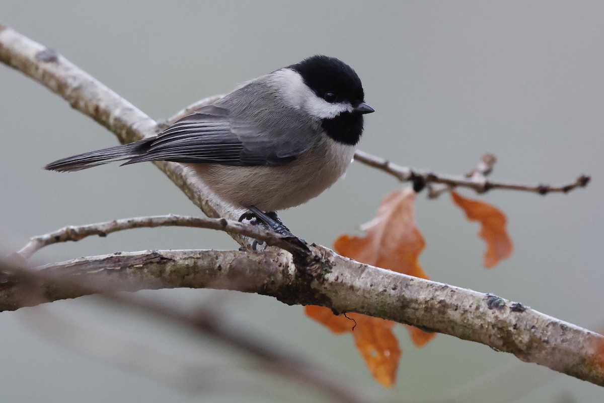 Carolina Chickadee - ML646136687