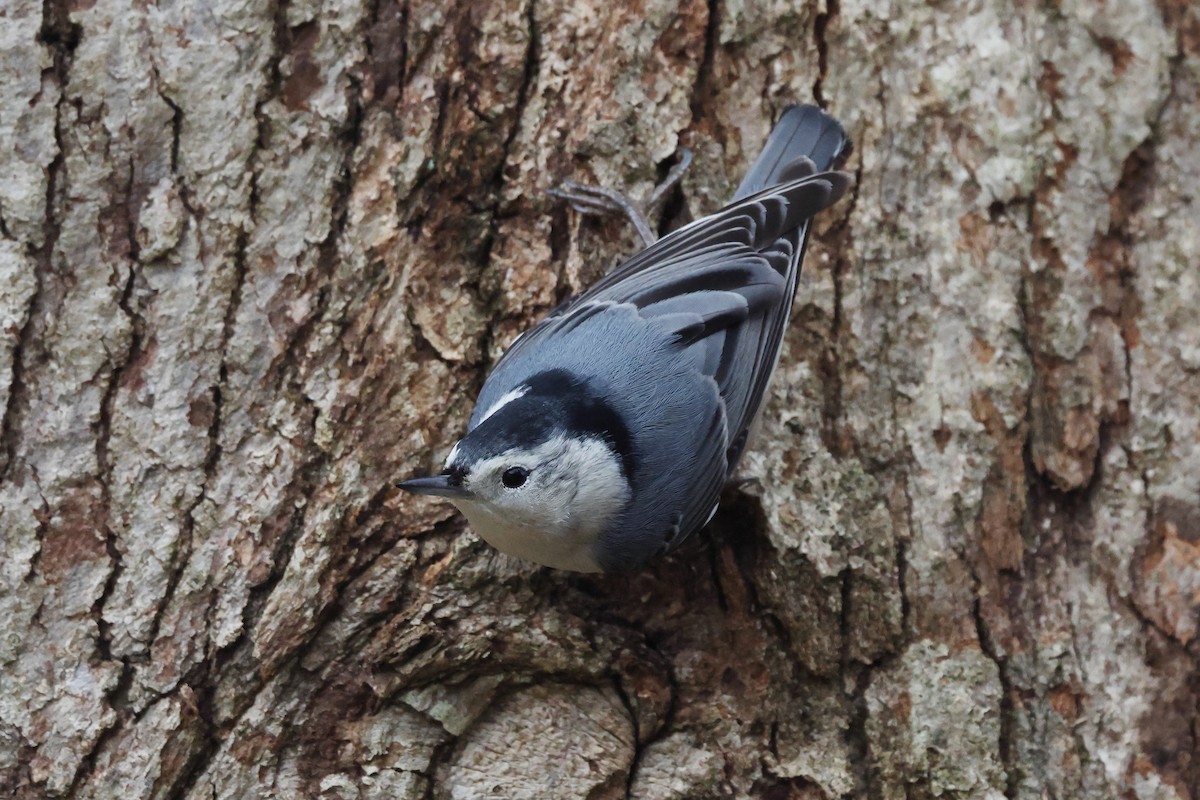 White-breasted Nuthatch - ML646136694