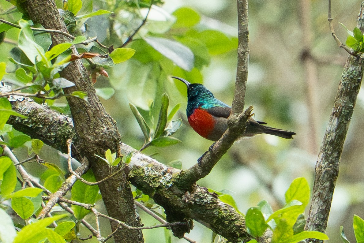 Greater Double-collared Sunbird - ML646136696