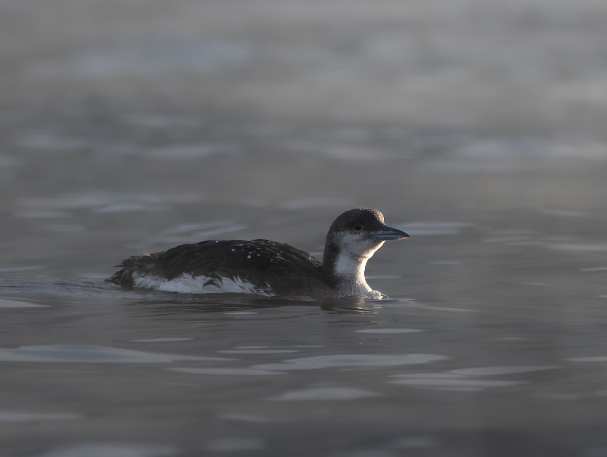 Arctic Loon - ML646136697