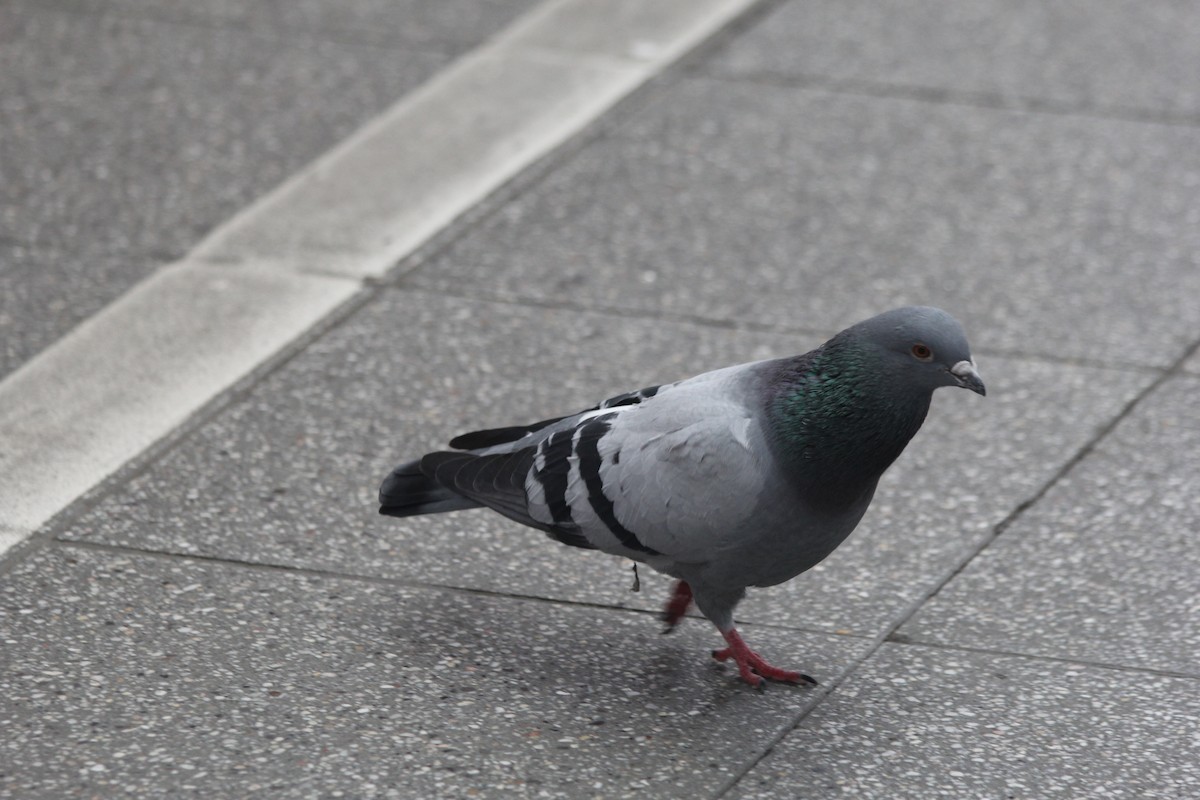 Paloma Bravía (variedad doméstica) - ML646136722