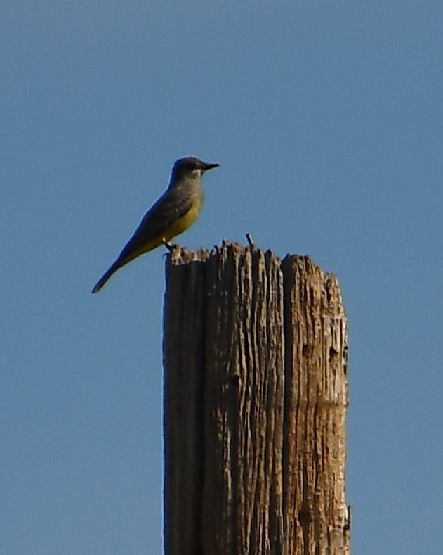 Cassin's Kingbird - ML646136724
