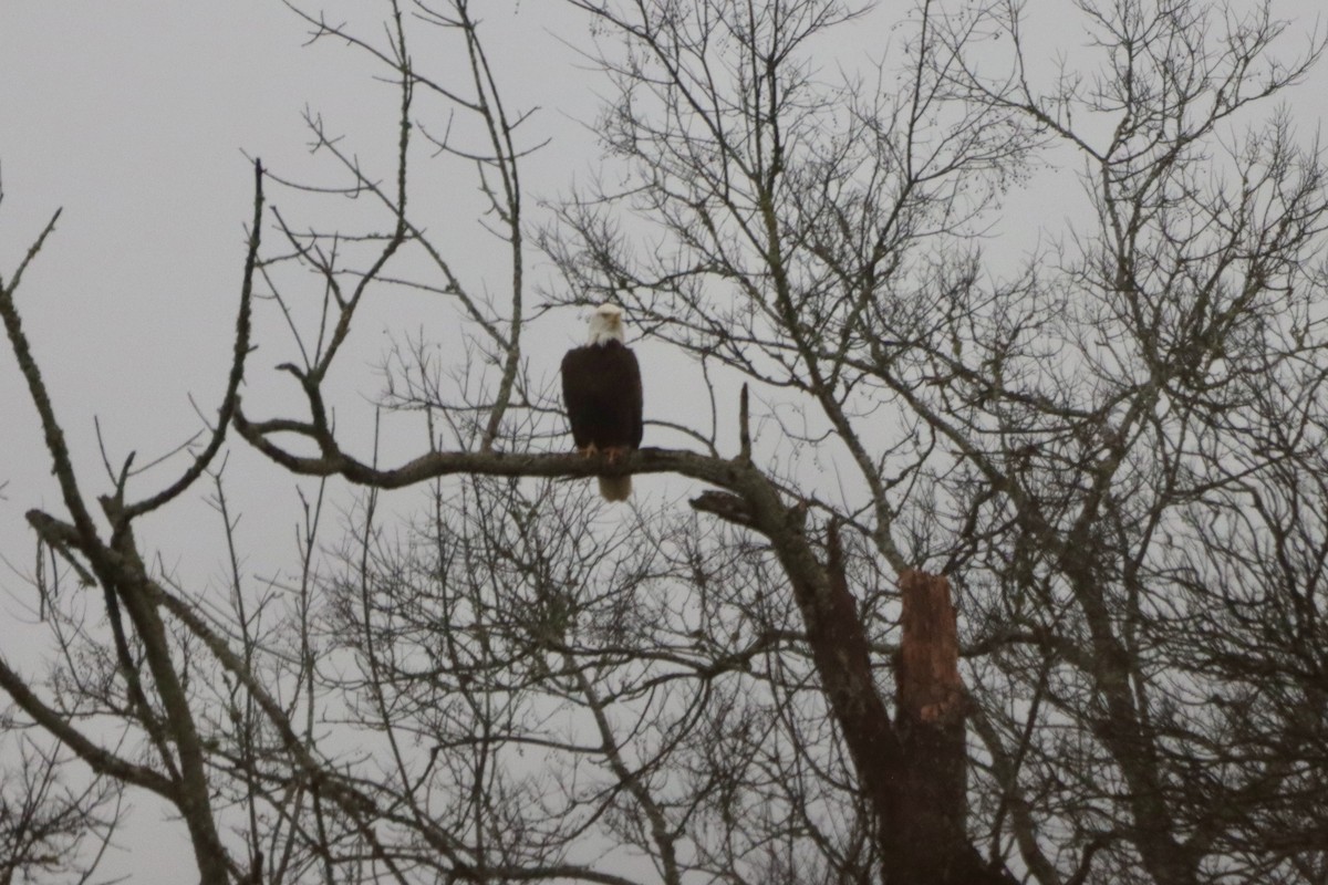 Bald Eagle - ML646136733