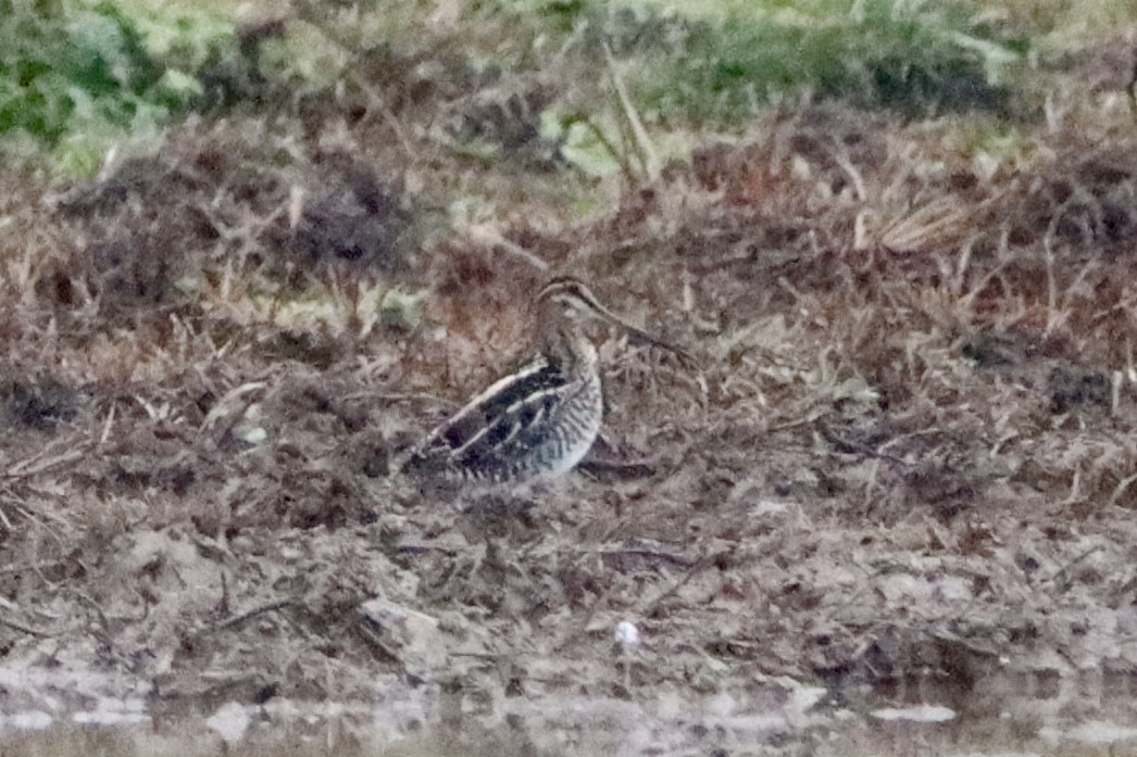 Wilson's Snipe - ML646136746