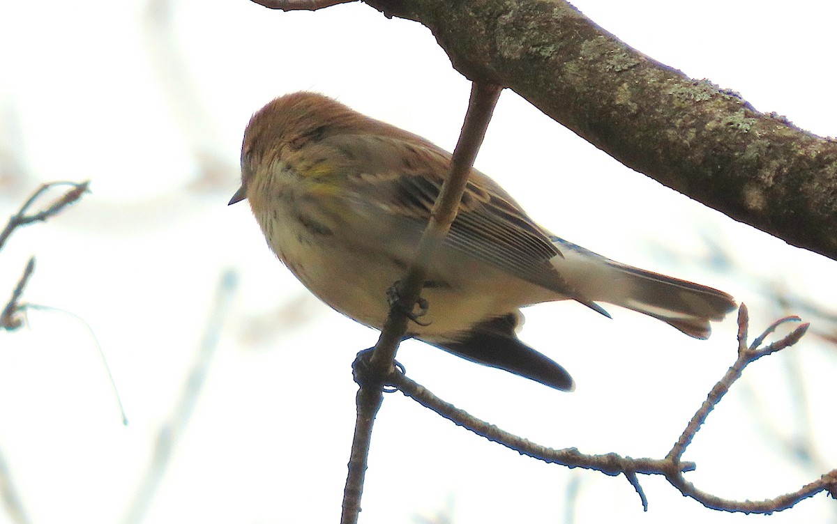 Миртовый певун - ML646136756