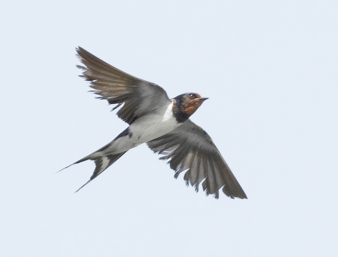 Ластівка сільська - ML646136759