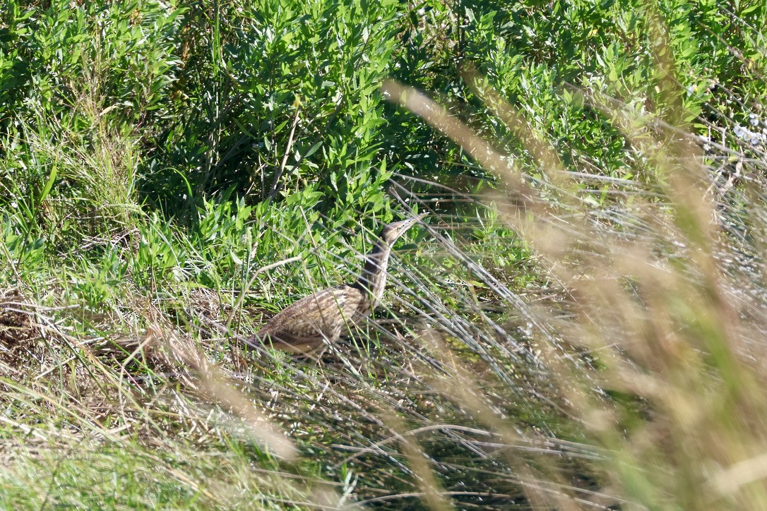 American Bittern - ML646136761