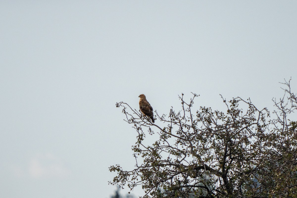 Канюк степовий - ML646136768