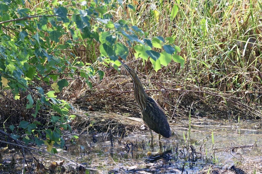 American Bittern - ML646136773