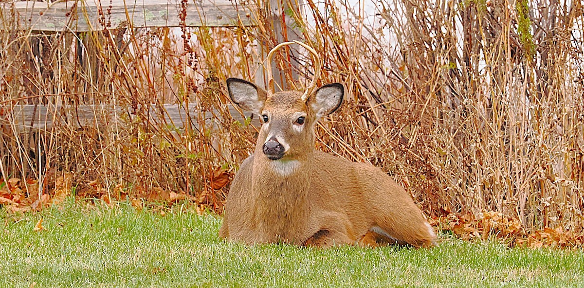 White-tailed Deer - ML646136776