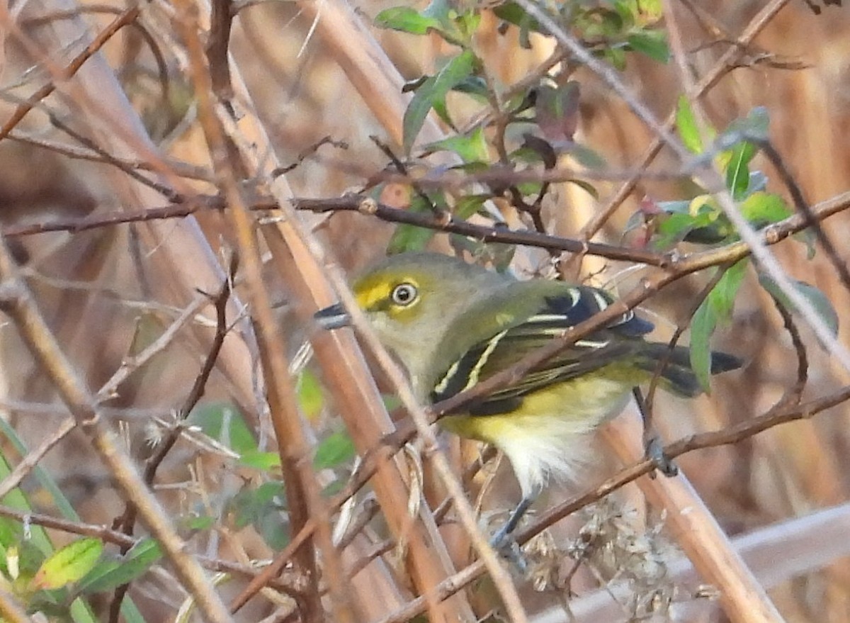 White-eyed Vireo - ML646136783