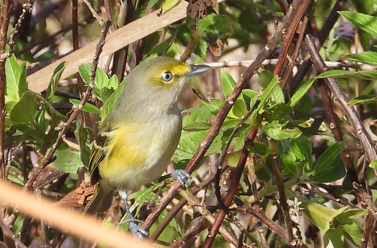White-eyed Vireo - ML646136784