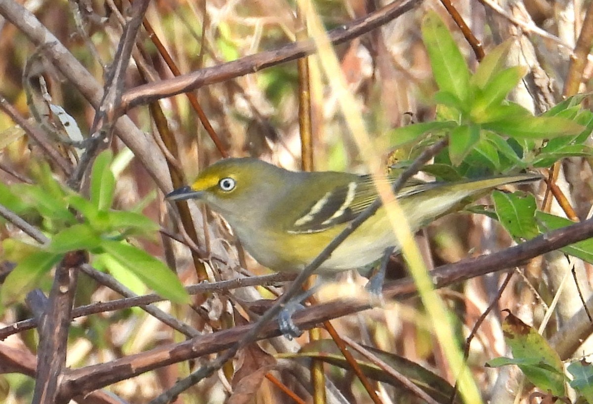 White-eyed Vireo - ML646136786