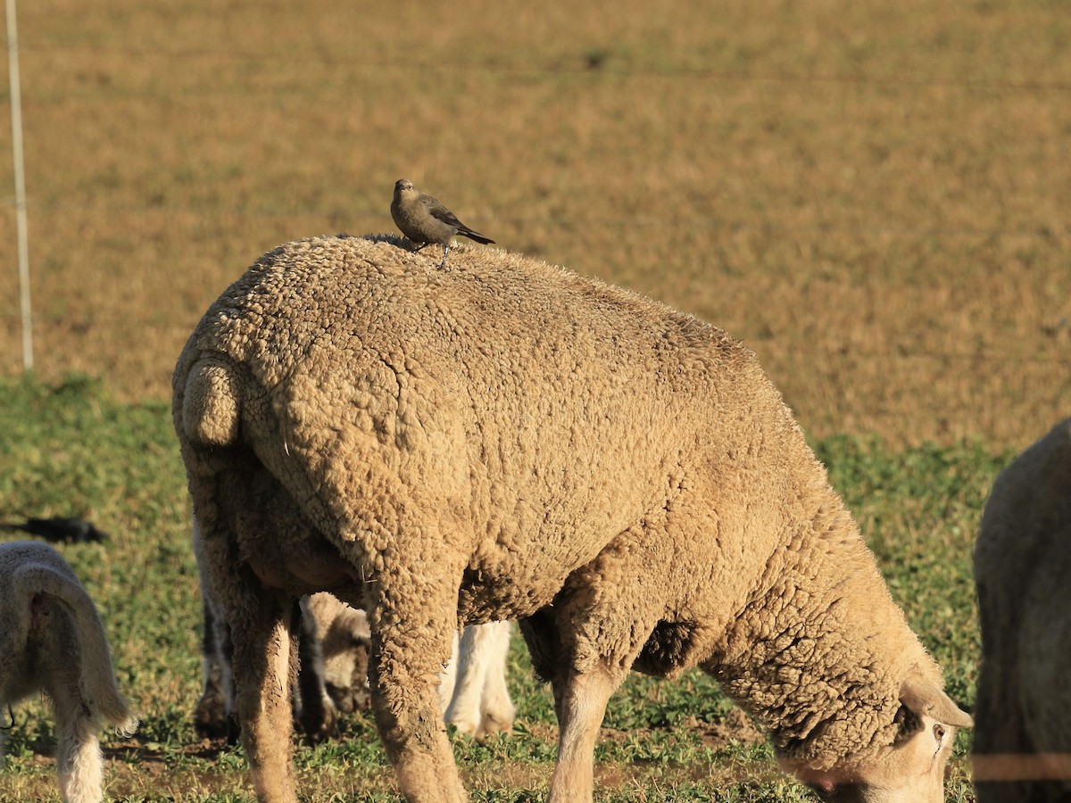 Brewer's Blackbird - ML646136797