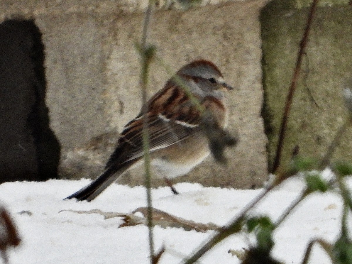 American Tree Sparrow - ML646136798