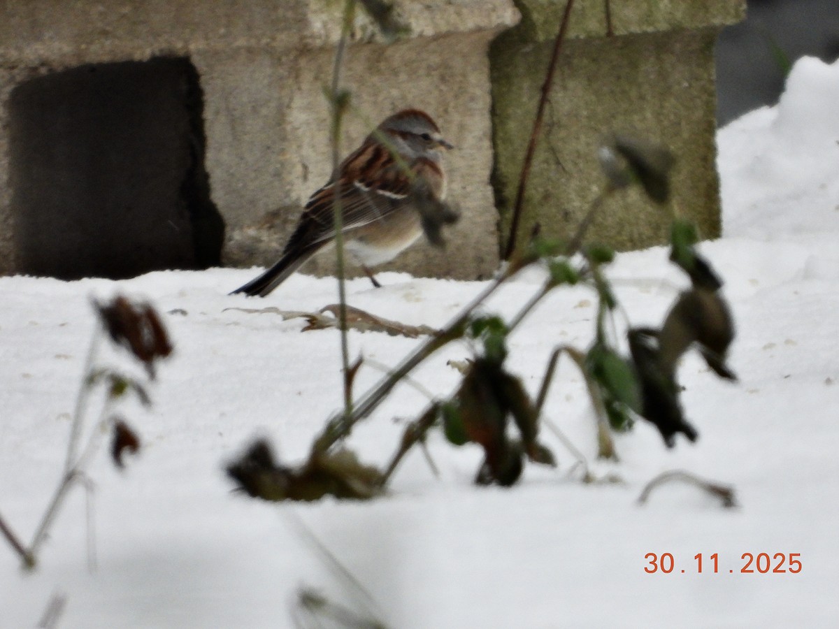 American Tree Sparrow - ML646136799