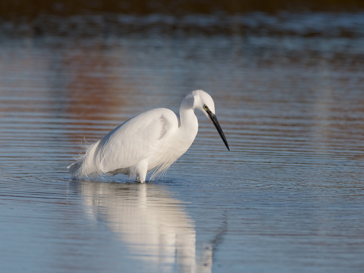 Little Egret - ML646136800