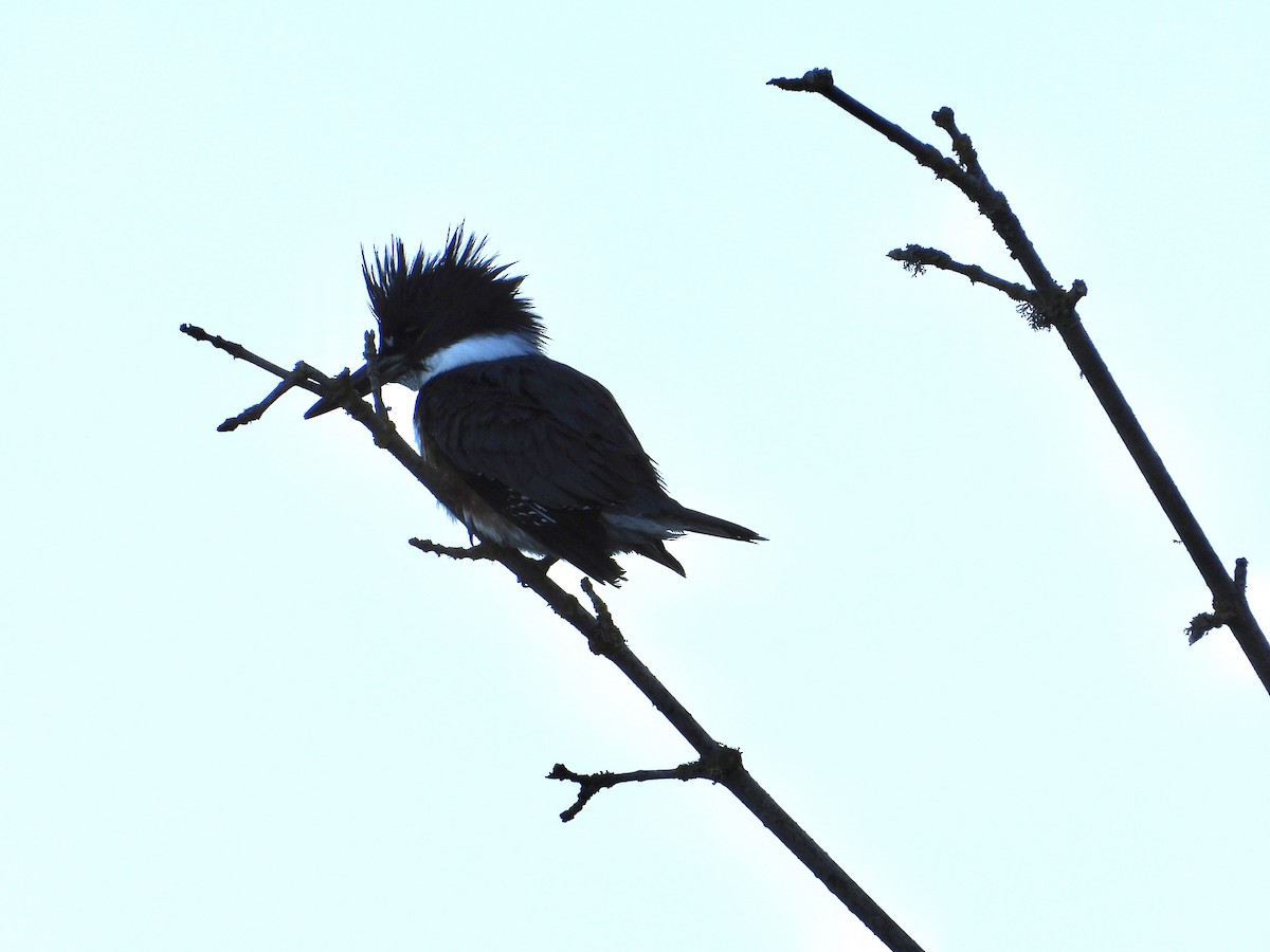 Belted Kingfisher - ML646136801