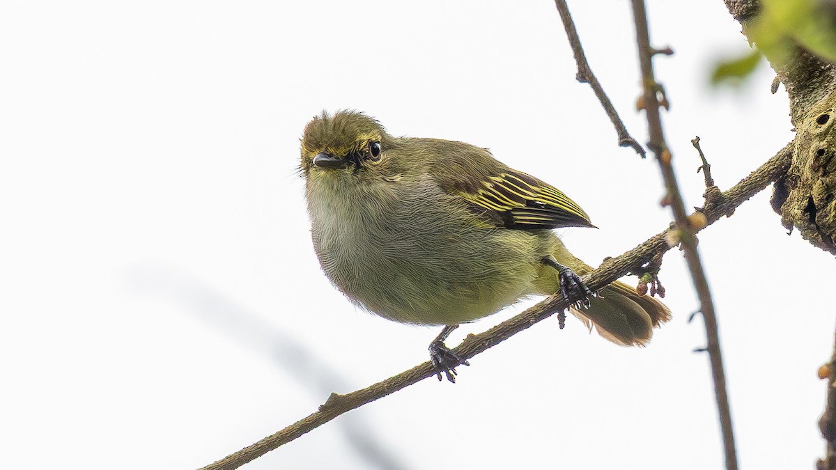 Choco Tyrannulet - ML646136805