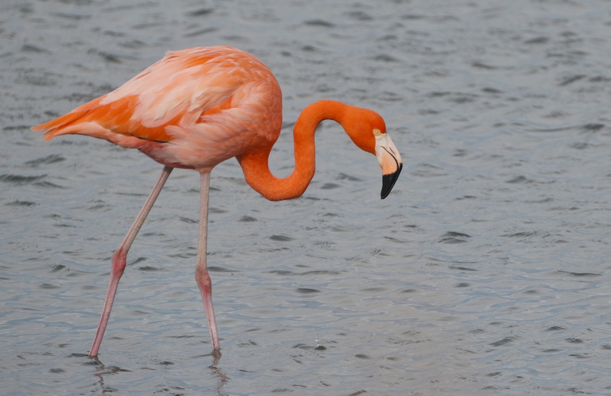 Fenicottero caraibico - ML646136810