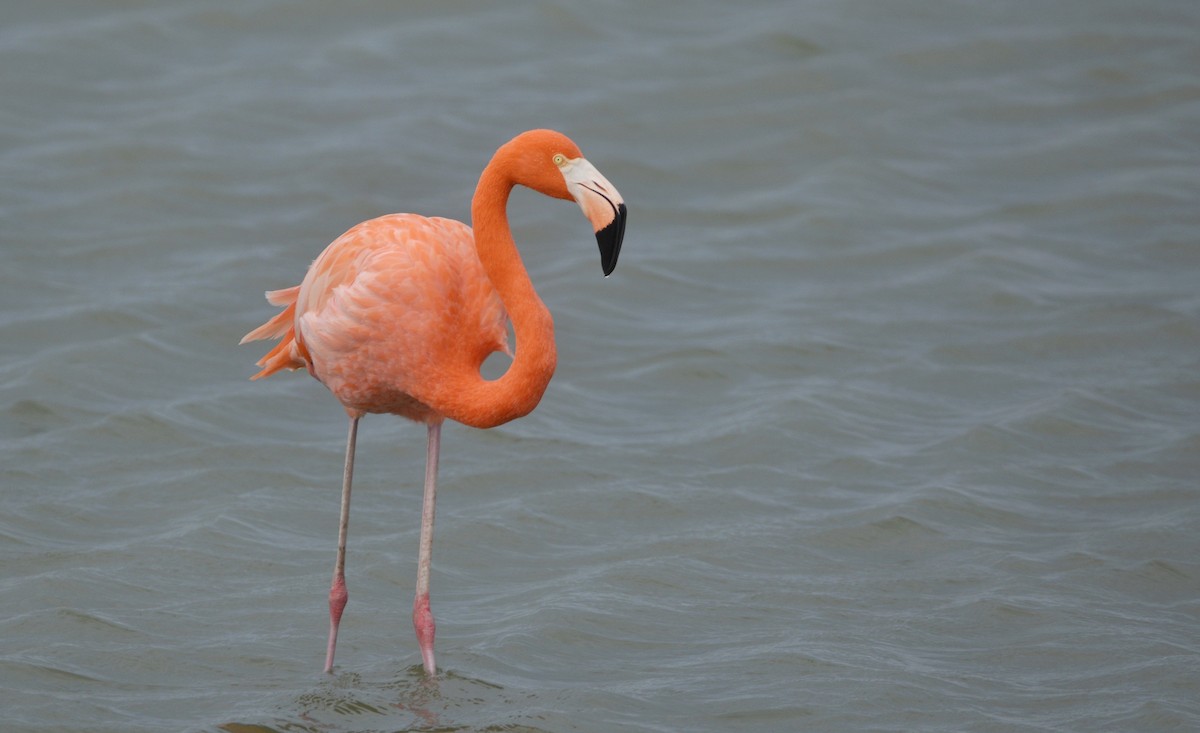 Fenicottero caraibico - ML646136811