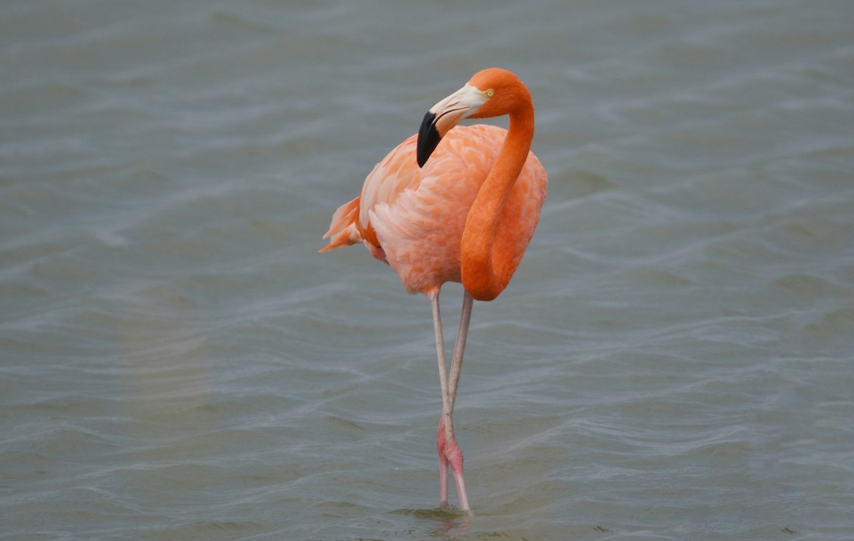 Fenicottero caraibico - ML646136812