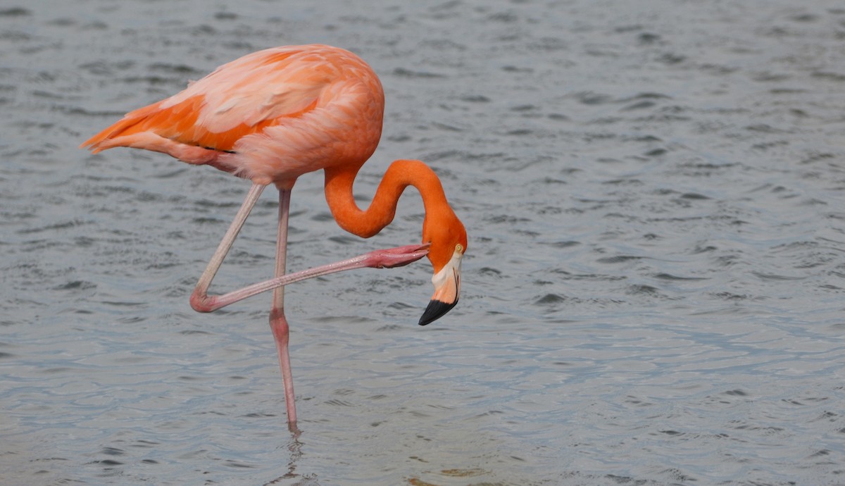 Fenicottero caraibico - ML646136814