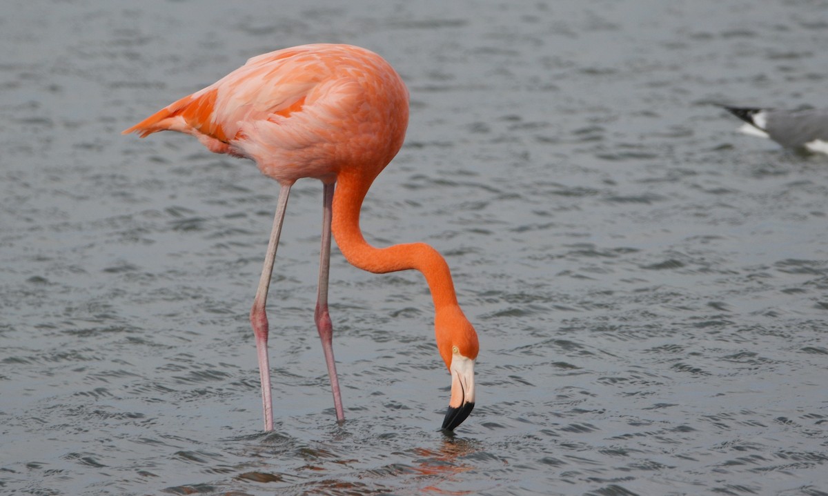 Fenicottero caraibico - ML646136815