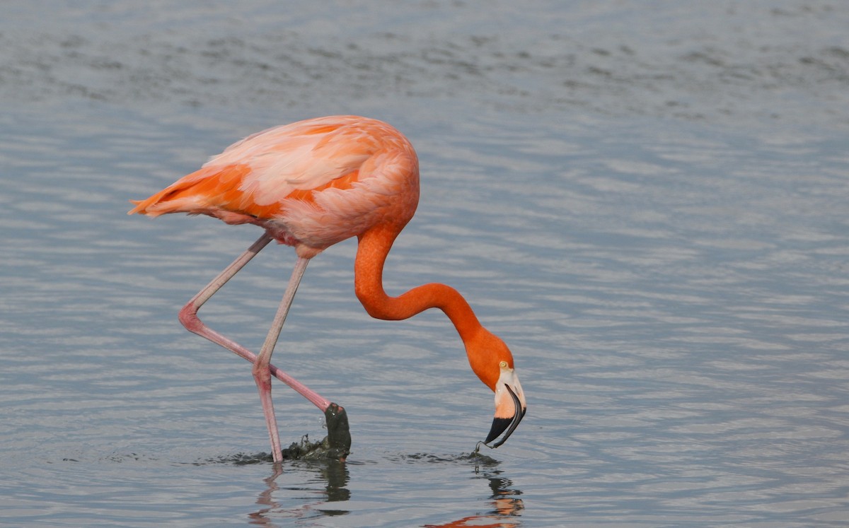 Fenicottero caraibico - ML646136816