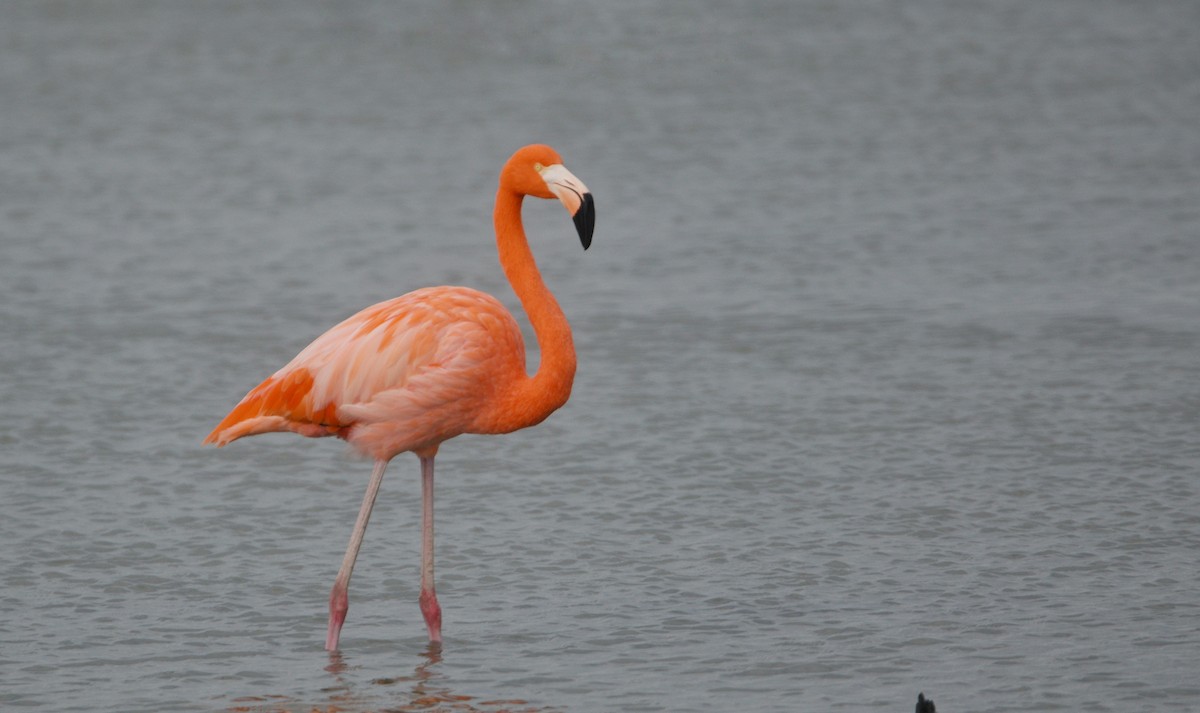 Fenicottero caraibico - ML646136817