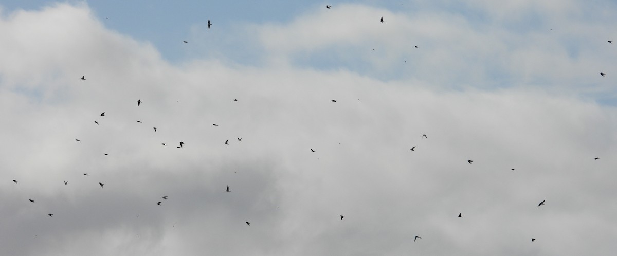 Tree Swallow - ML646136831