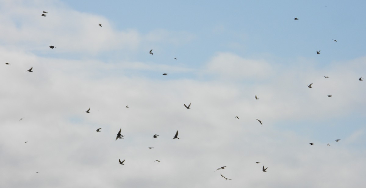 Tree Swallow - ML646136832