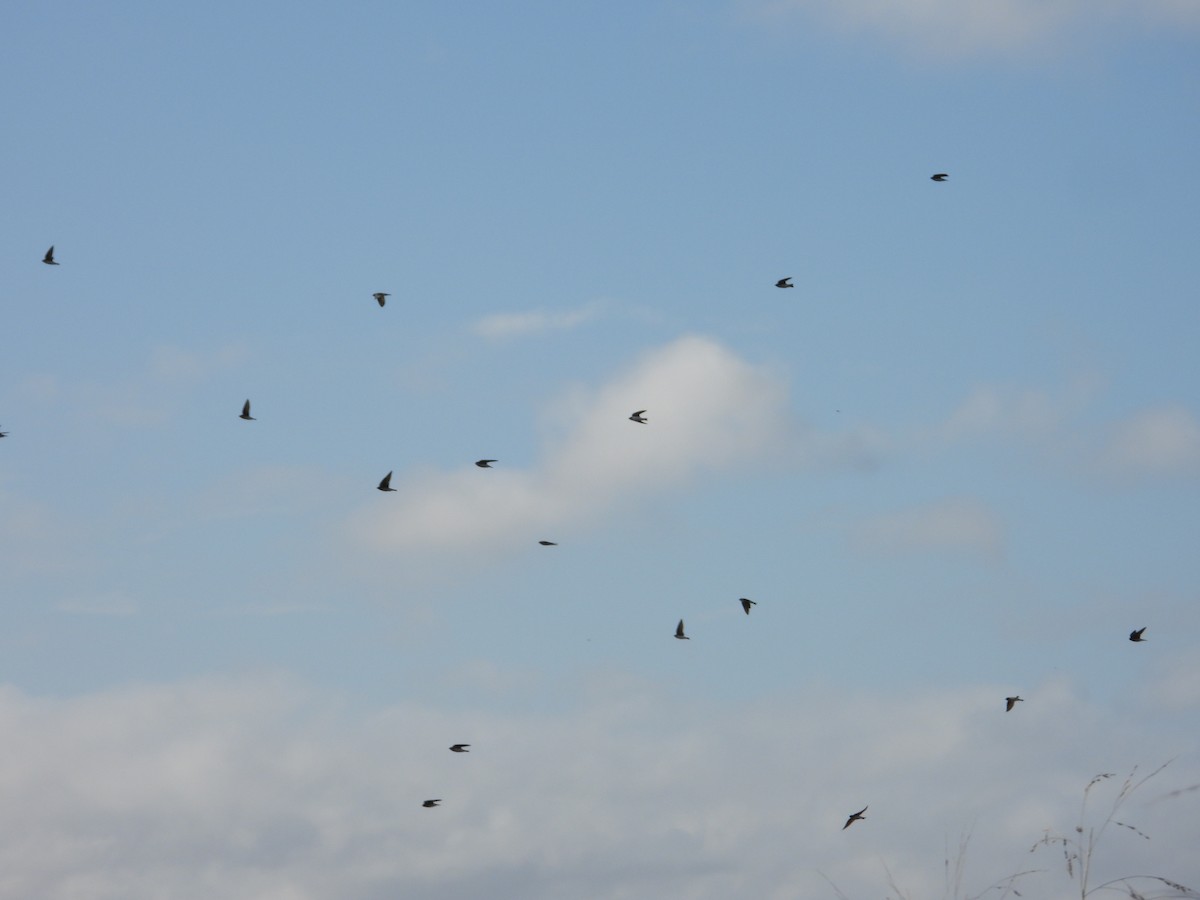 Tree Swallow - ML646136834