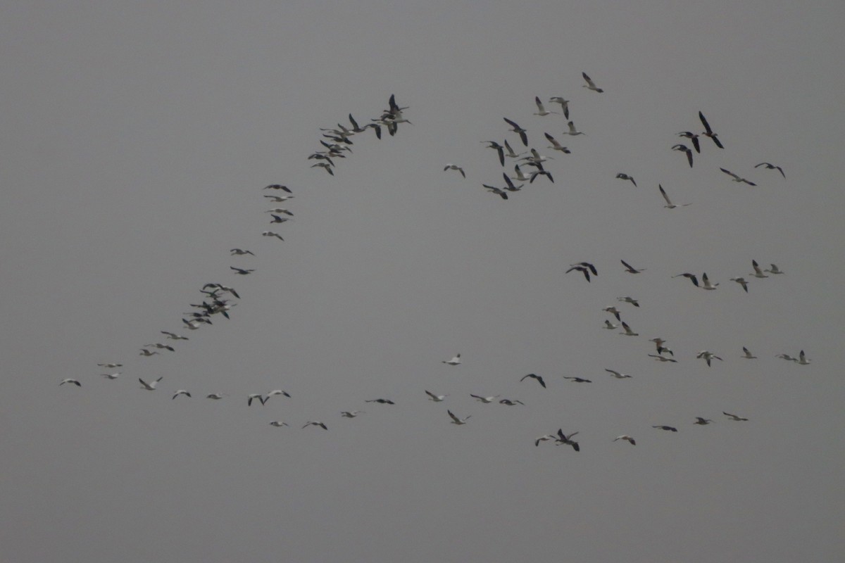 Snow Goose - ML646136836