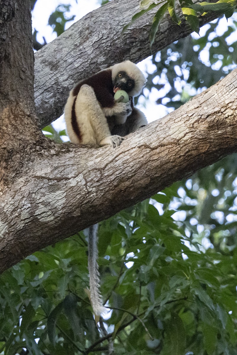 Coquerel's Sifaka - ML646136837
