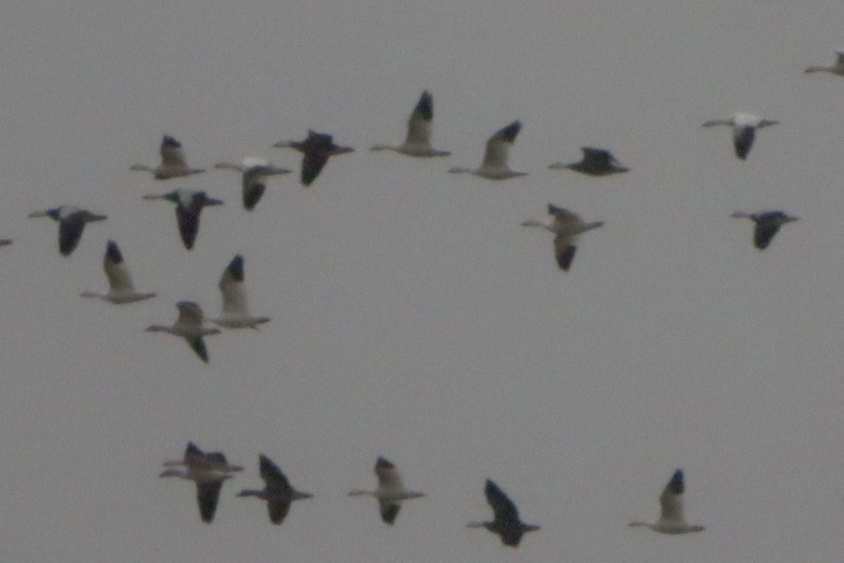 Snow Goose - ML646136843