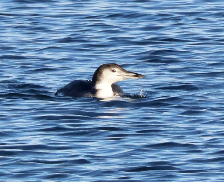 Common Loon - ML646136847