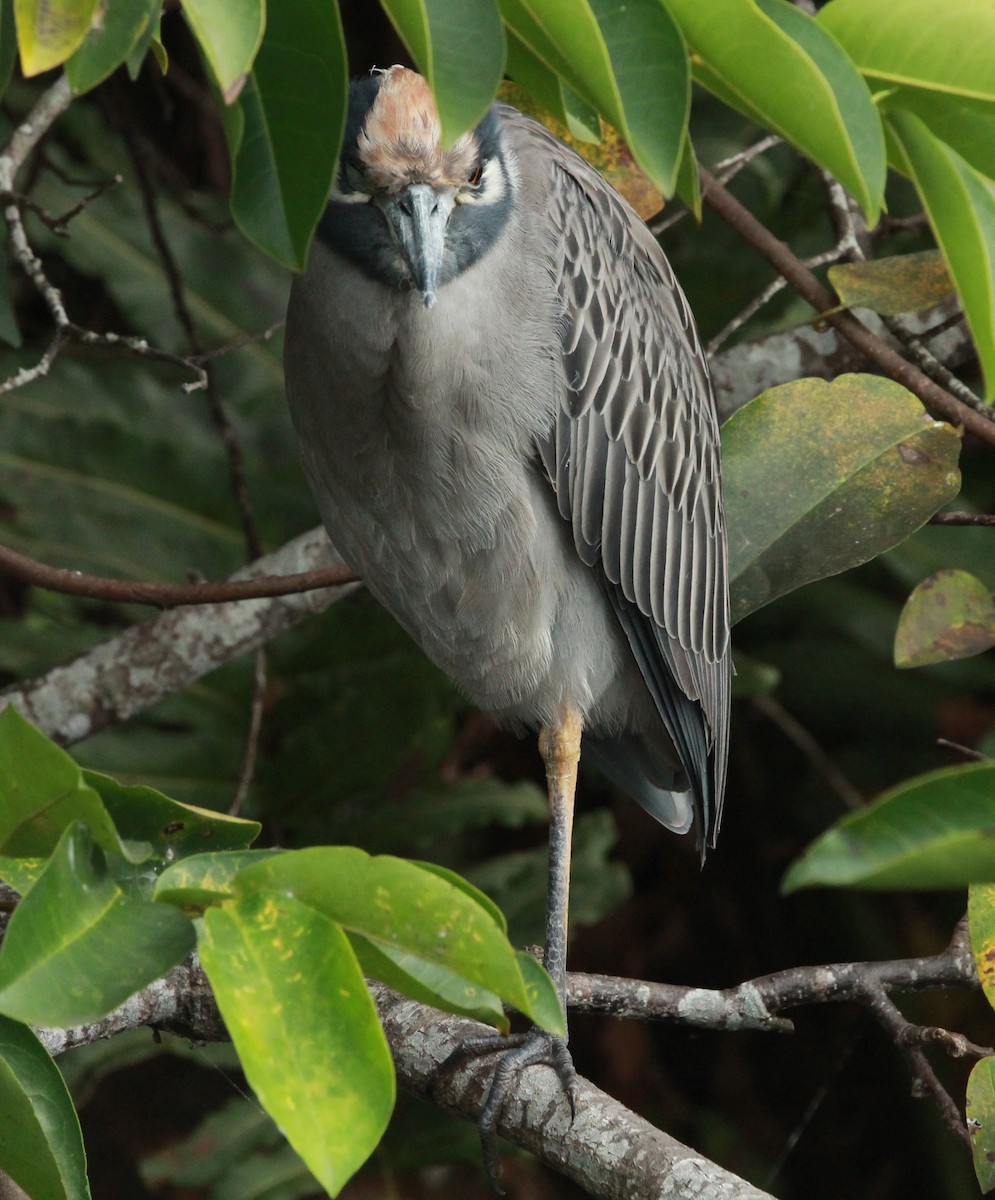 Yellow-crowned Night Heron - ML646136850