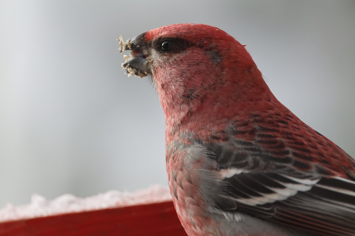 Tayga Çütresi - ML646136851