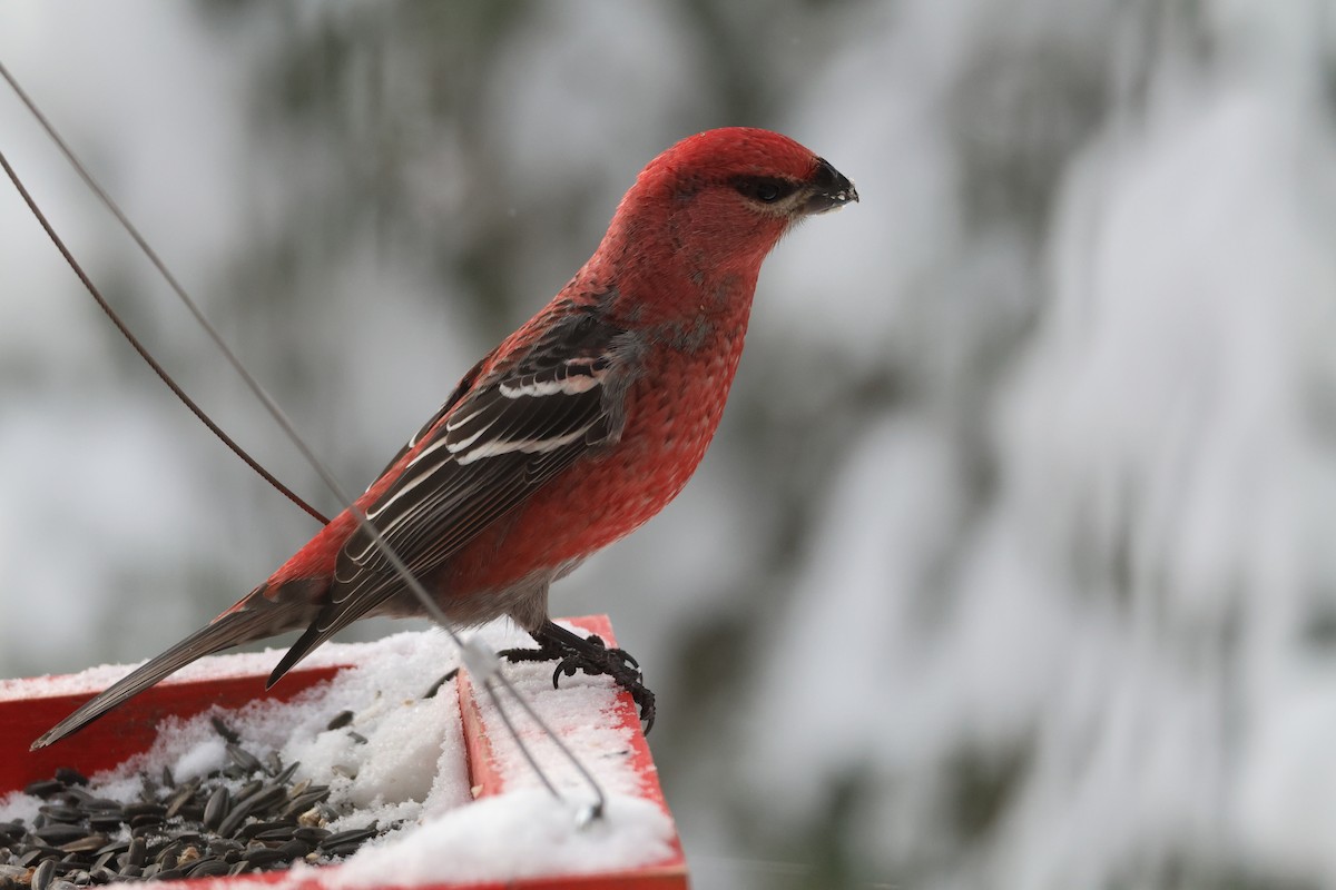 Tayga Çütresi - ML646136852