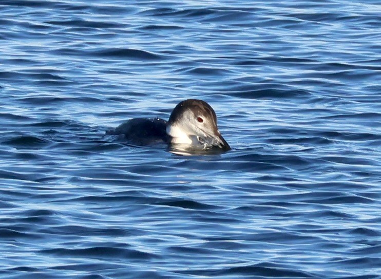 Common Loon - ML646136853