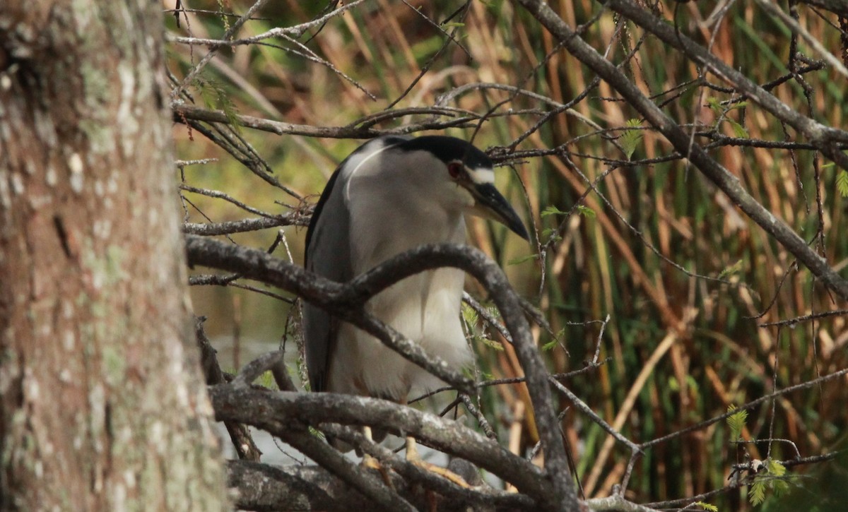 Black-crowned Night Heron - ML646136855